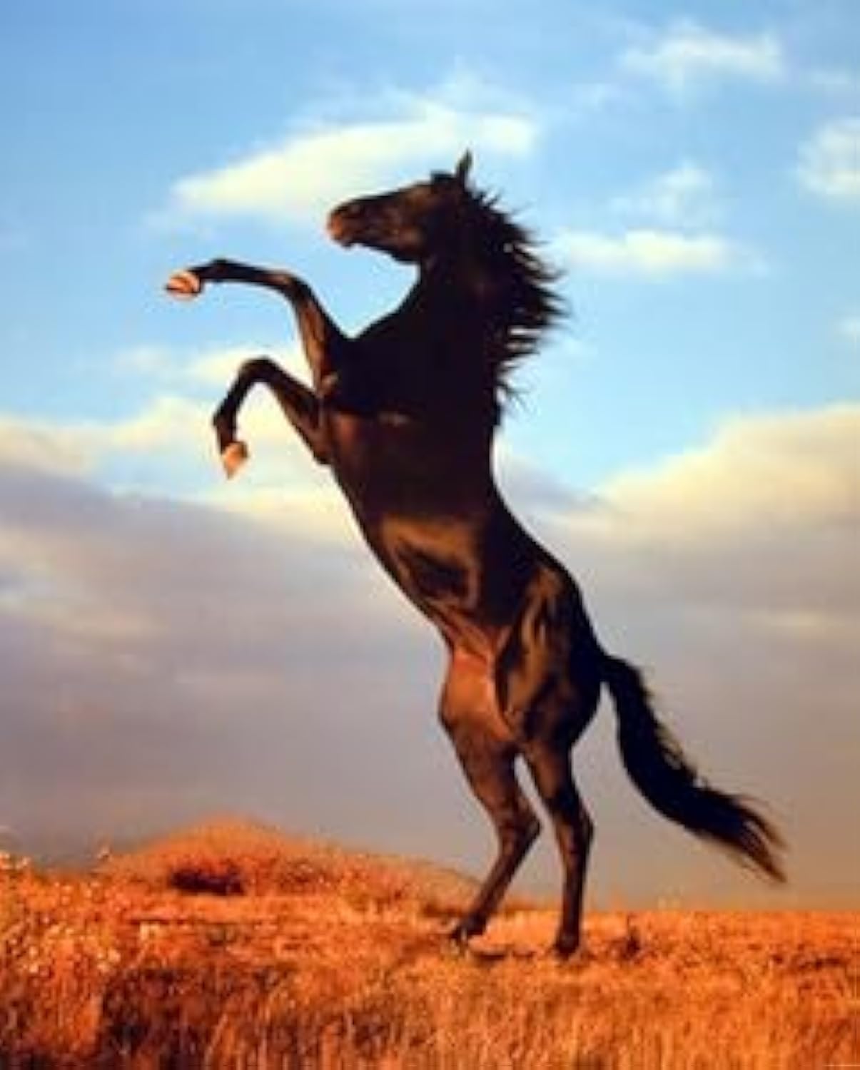 Epolkmiu Wild Black Stallion Horse Rearing Animal Wall Decor Art